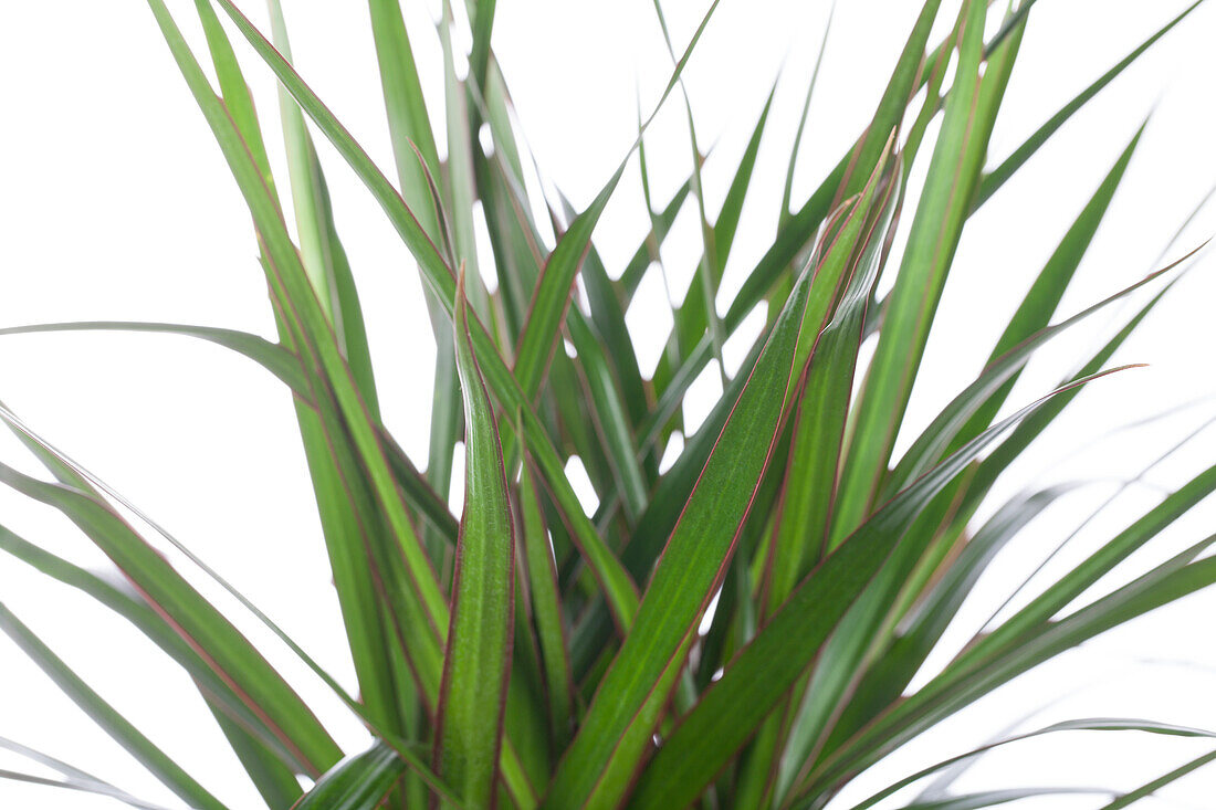 Dracaena marginata