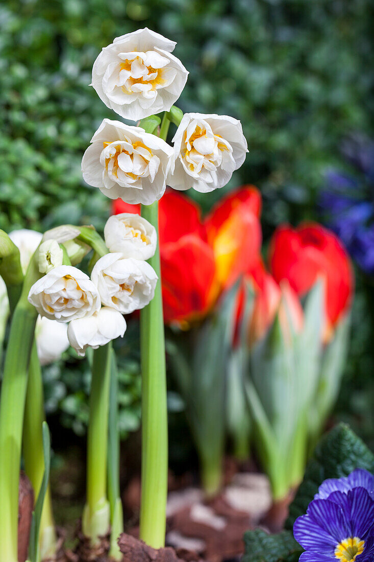 Narcissus Bridal Crown