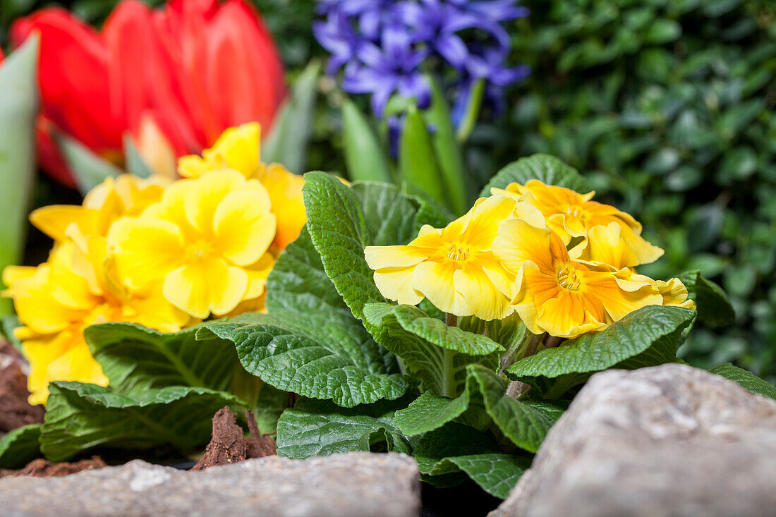 Primula vulgaris