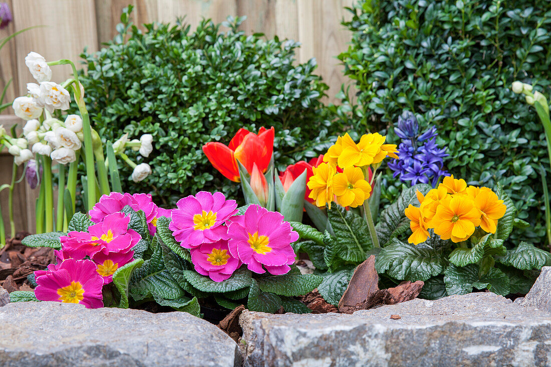 Primula vulgaris, Tulipa, Hyacinthus orientalis