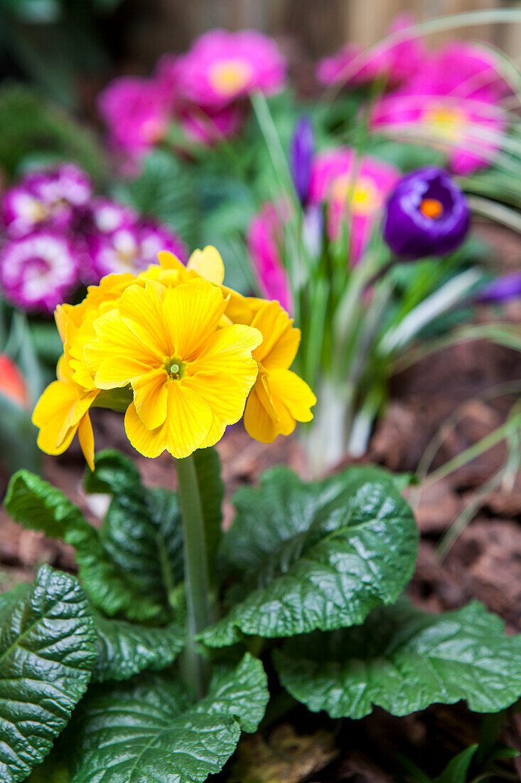 Primula vulgaris