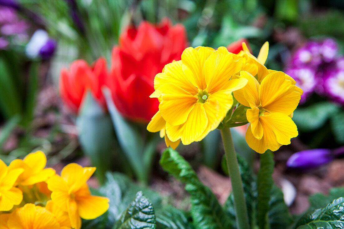 Primula vulgaris