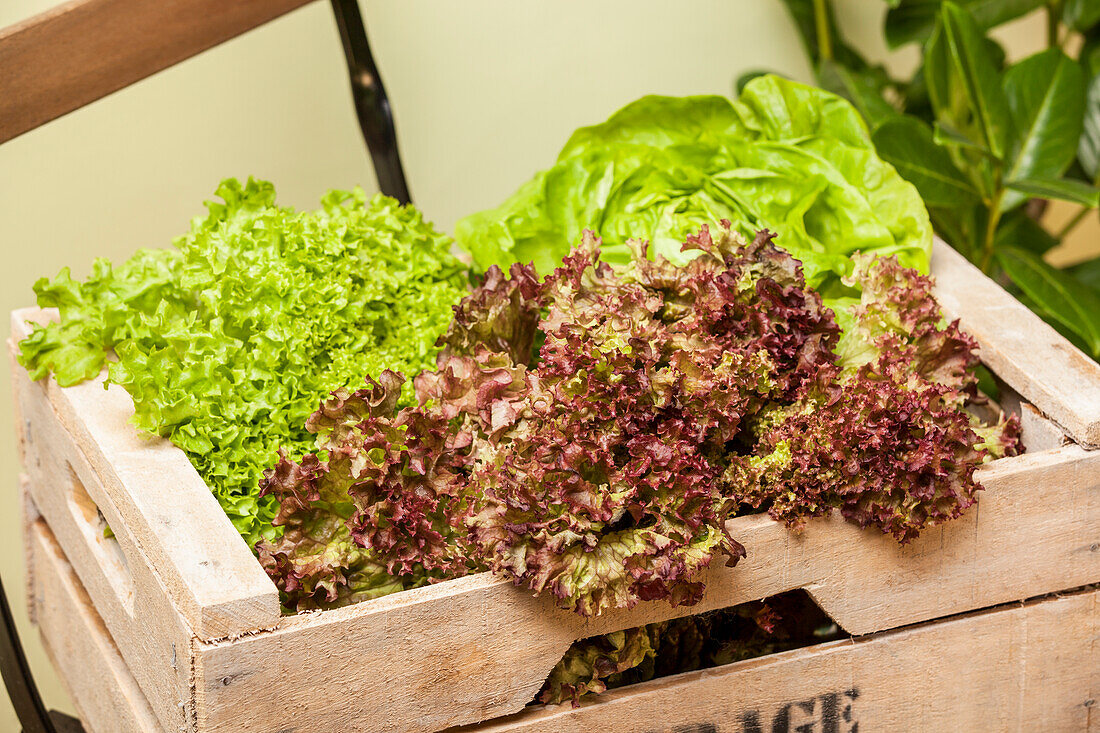 Mixed lettuce (Lactuca sativa var. capitata, Lactuca sativa var. crispa 'Lollo rosso', Lactuca sativa var. crispa 'Lollo bionda')