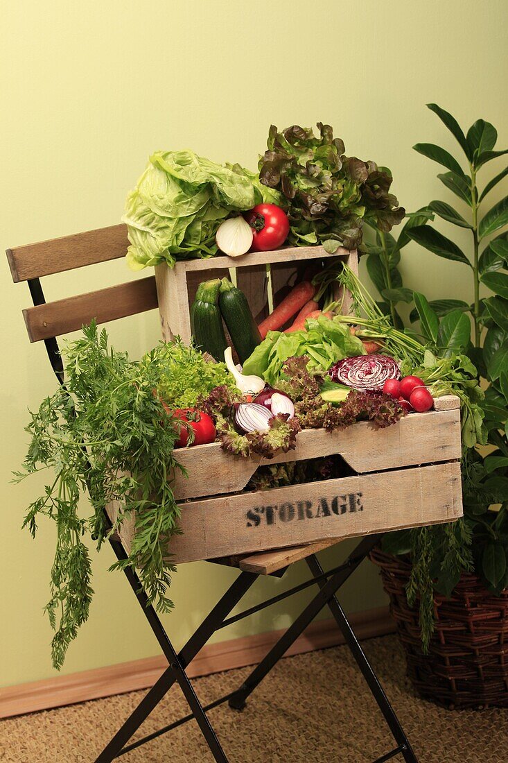Vegetable crate Salad Frisee Salad Lollo Rosso Lettuce Lettuce Lettuce Lettuce Lettuce Lettuce Lettuce Lettuce Lettuce Lettuce Lettuce Lettuce Lettuce Lettuce Lettuce Lettuce Lettuce Lettuce Lettuce Lettuce Lettuce Lettuce Lettuce Lettuce Lettuce