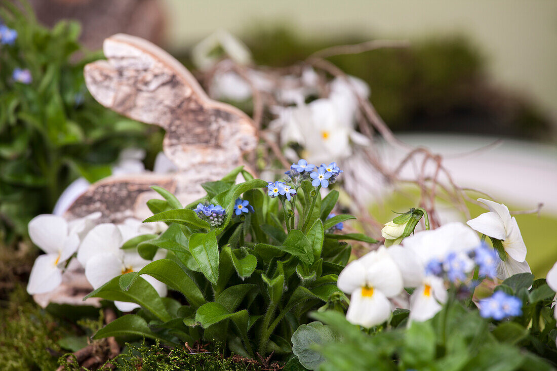 Myosotis sylvatica