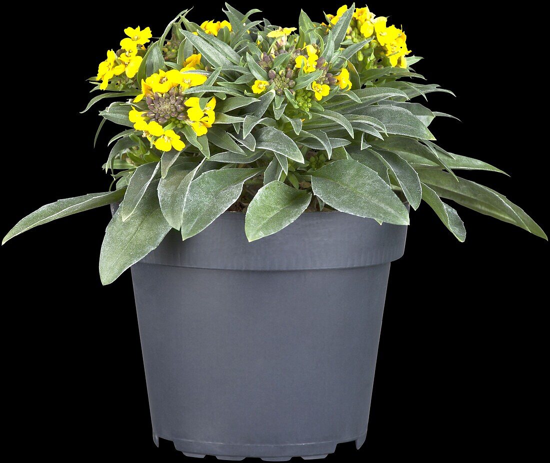 Erysimum cheiri 'Canaries Yellow'