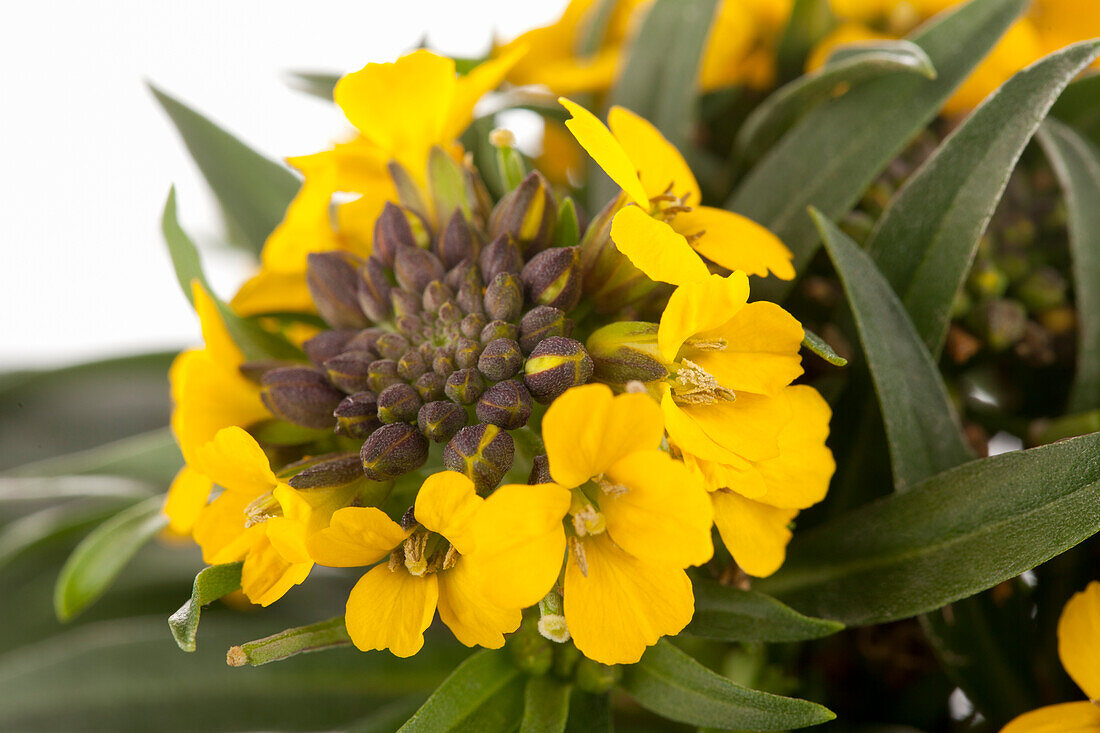 Erysimum cheiri 'Canaries Yellow