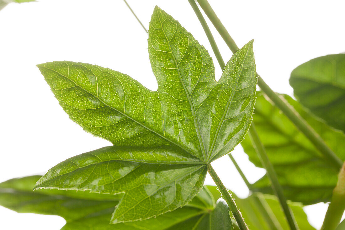 Fatsia japonica