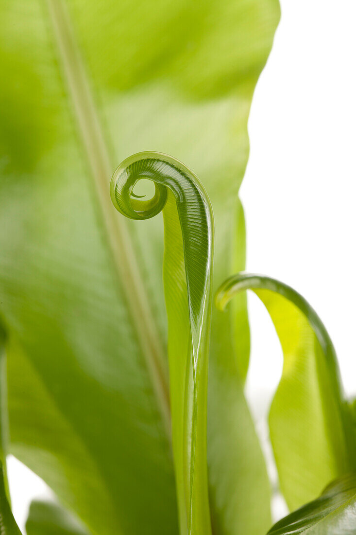 Asplenium nidus