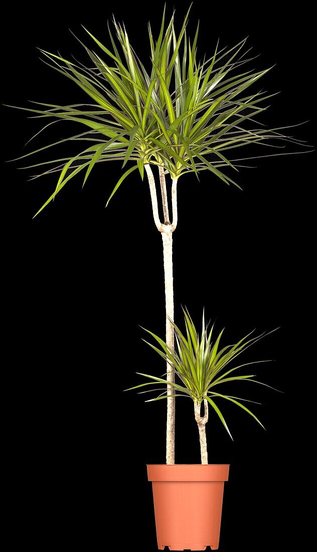 Dracaena marginata, stem