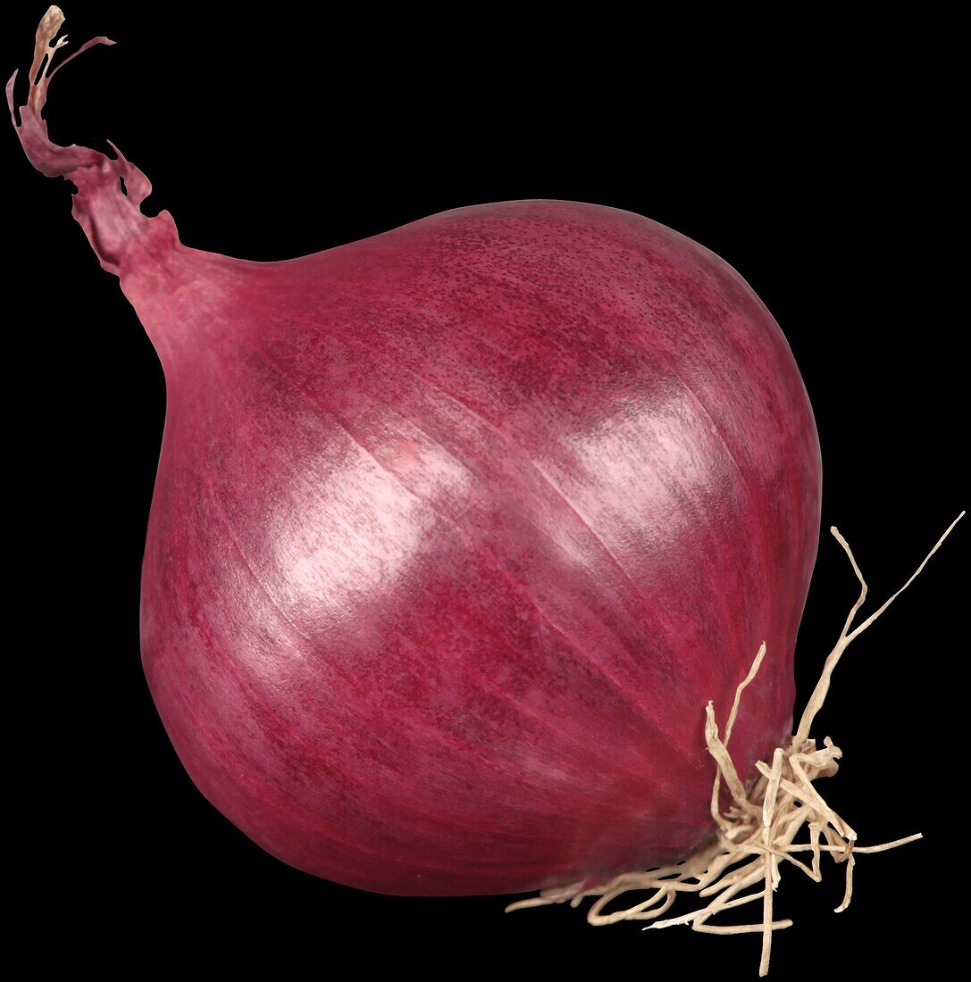 Red onion