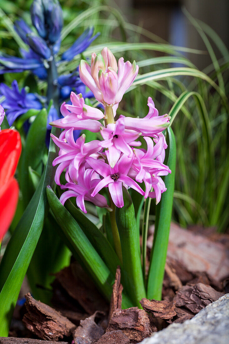 Hyacinthus orientalis