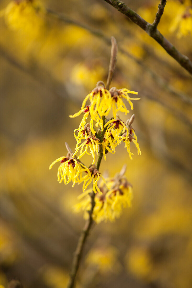 Hamamelis x intermedia 'Arnold Promise'