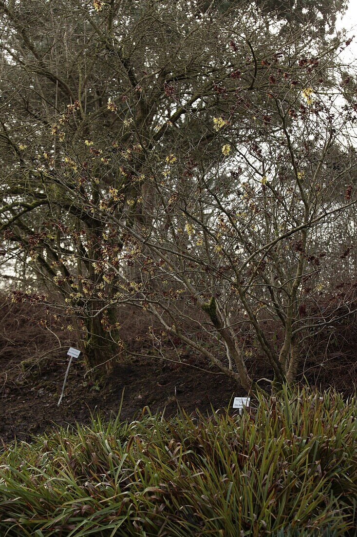 Hamamelis mollis ,Pallida'