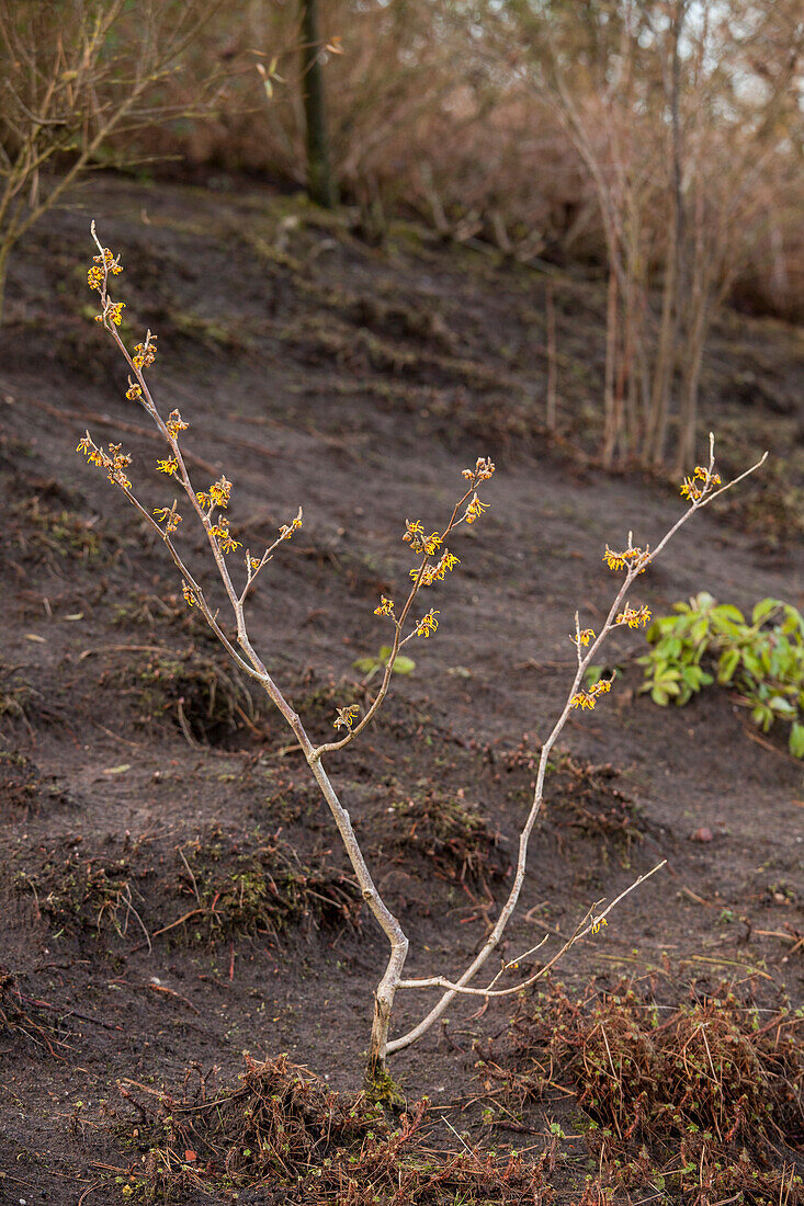 Hamamelis x intermedia 'Ostergold' (Easter Gold)