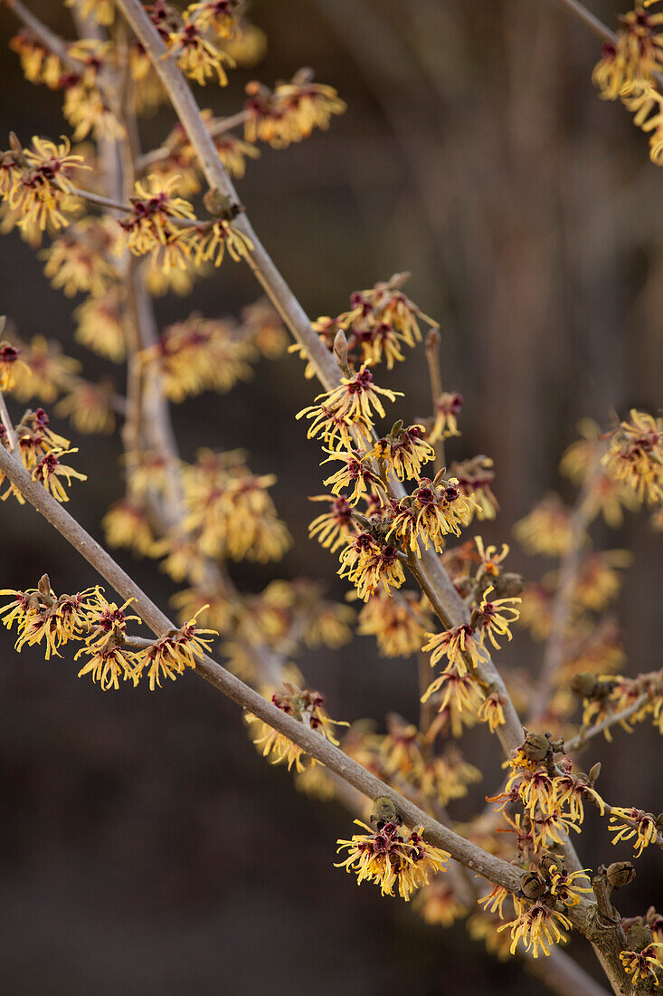 Hamamelis x intermedia 'Cyrille'