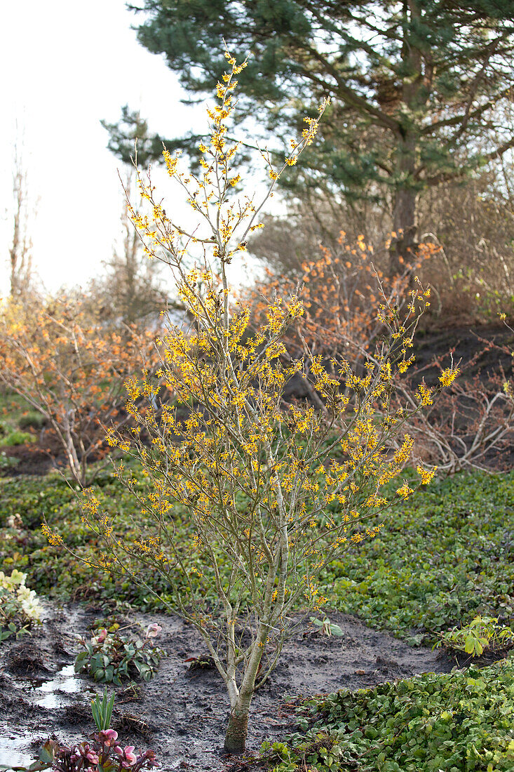 Hamamelis x intermedia 'James Wells'