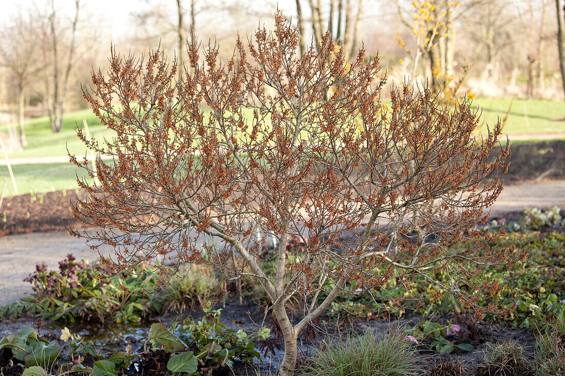 Hamamelis vernalis 'Quasimodo'