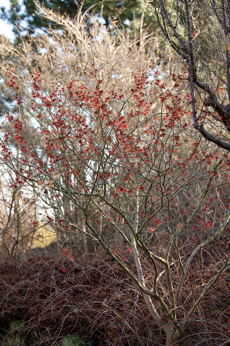 Hamamelis x intermedia Diane