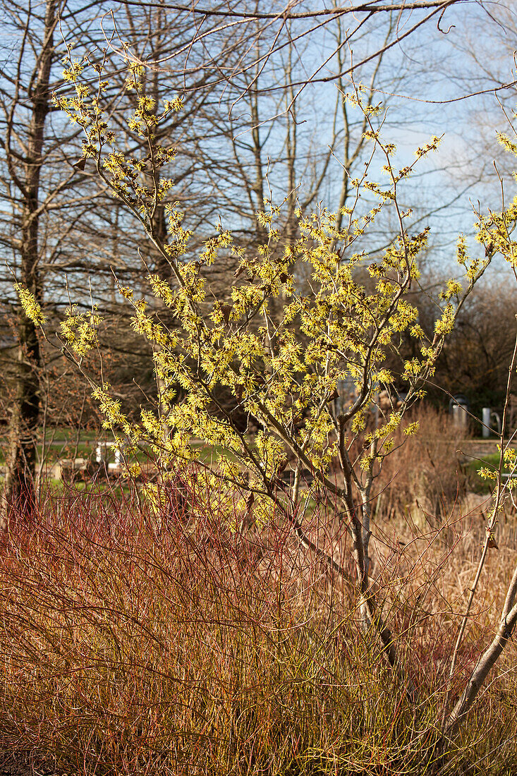 Hamamelis x intermedia 'Sunburst