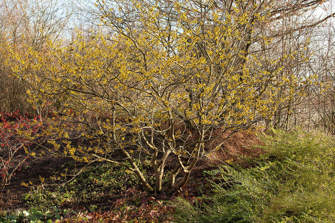 Hamamelis x intermedia 'Westerstede'