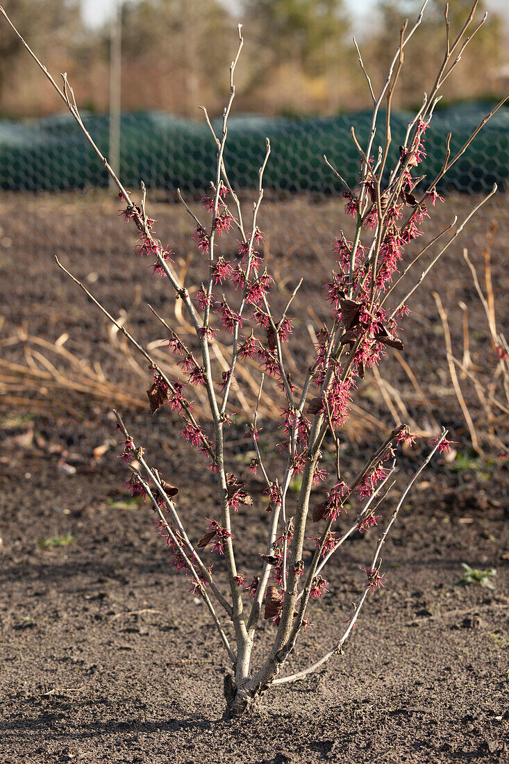 Hamamelis vernalis 'Washington Park'