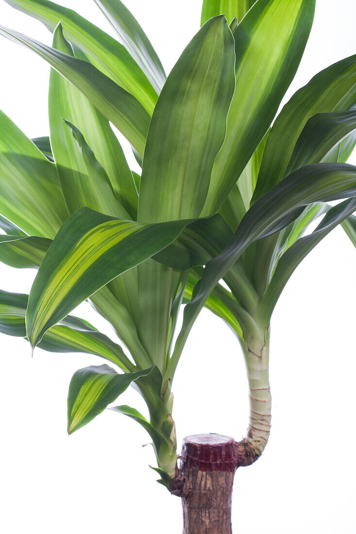 Dracaena fragrans 'Massangeana'