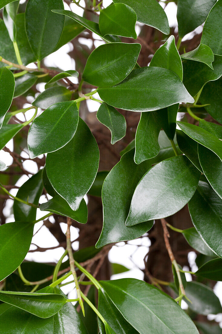 Ficus microcarpa