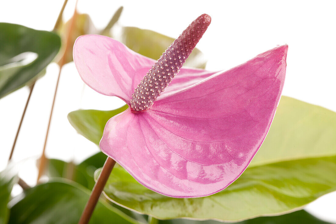 Anthurium x andreanum 'Cavalli'