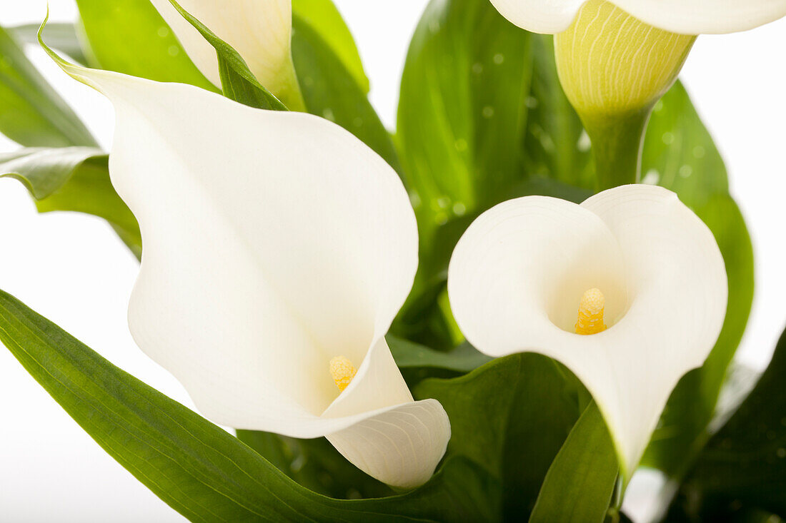 Zantedeschia aethiopica, white