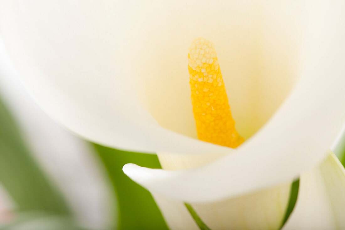 Zantedeschia aethiopica, white