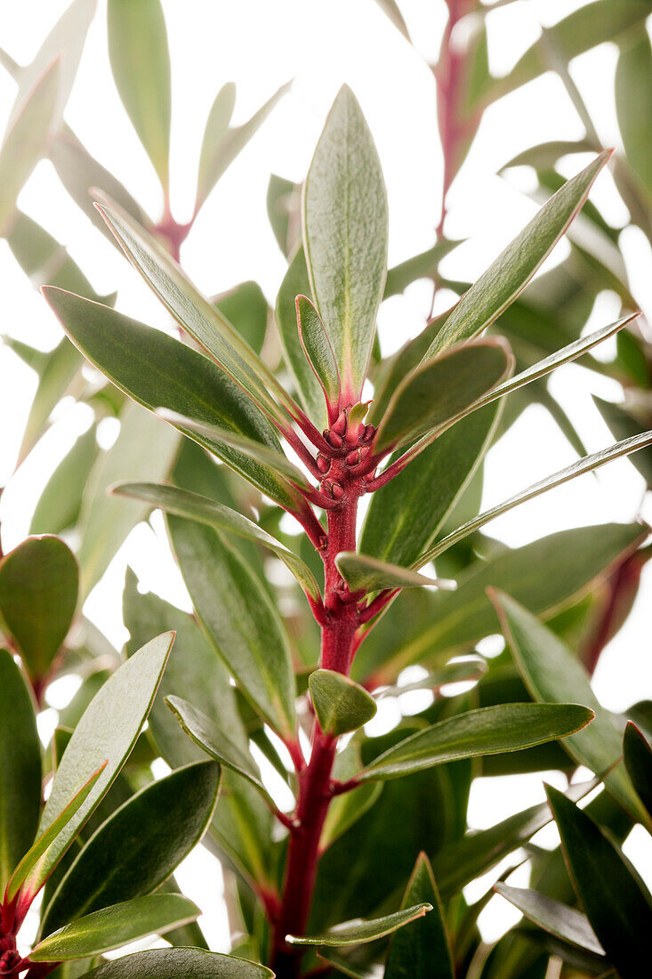 Tasmannia lanceolata