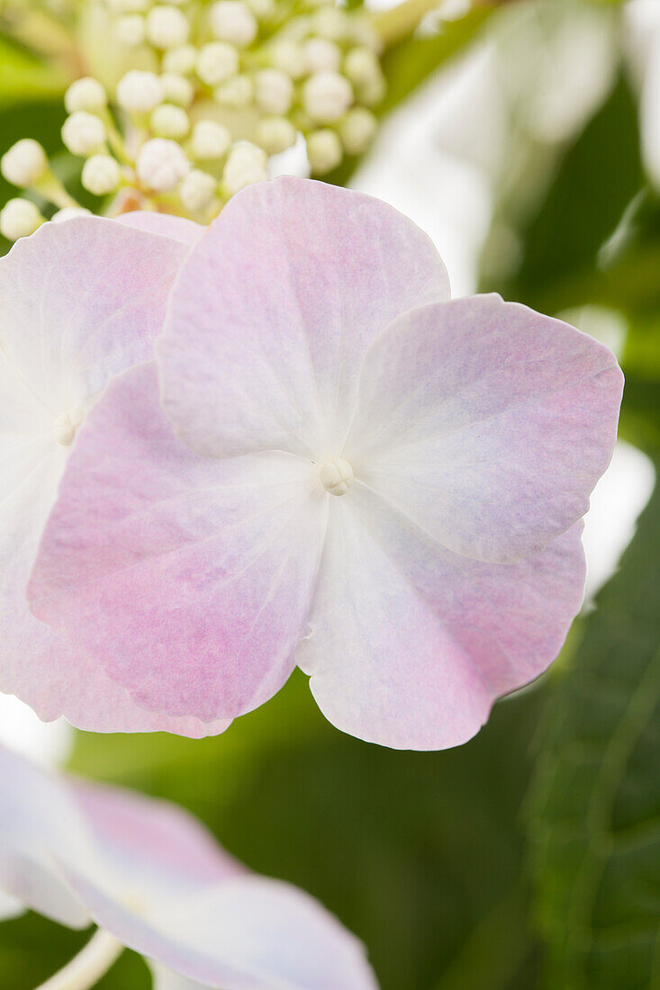 Hydrangea macrophylla, Teller