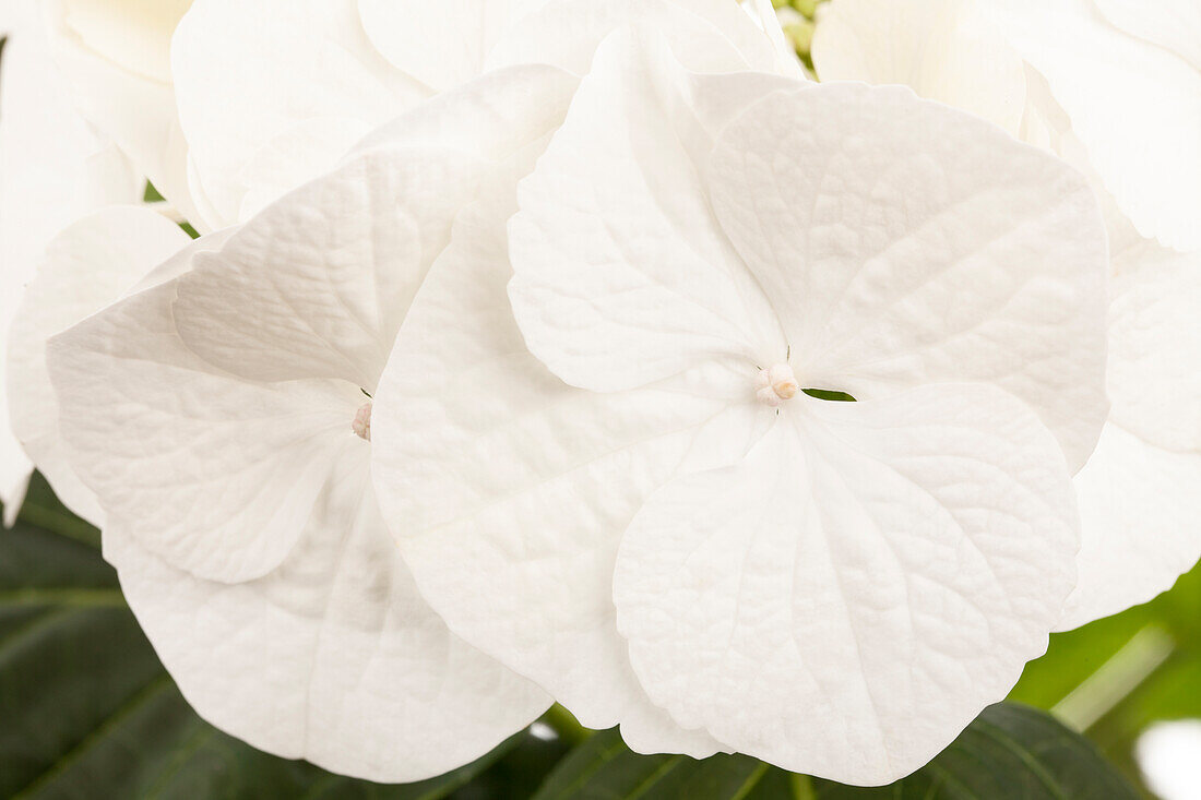 Hydrangea macrophylla, weiß