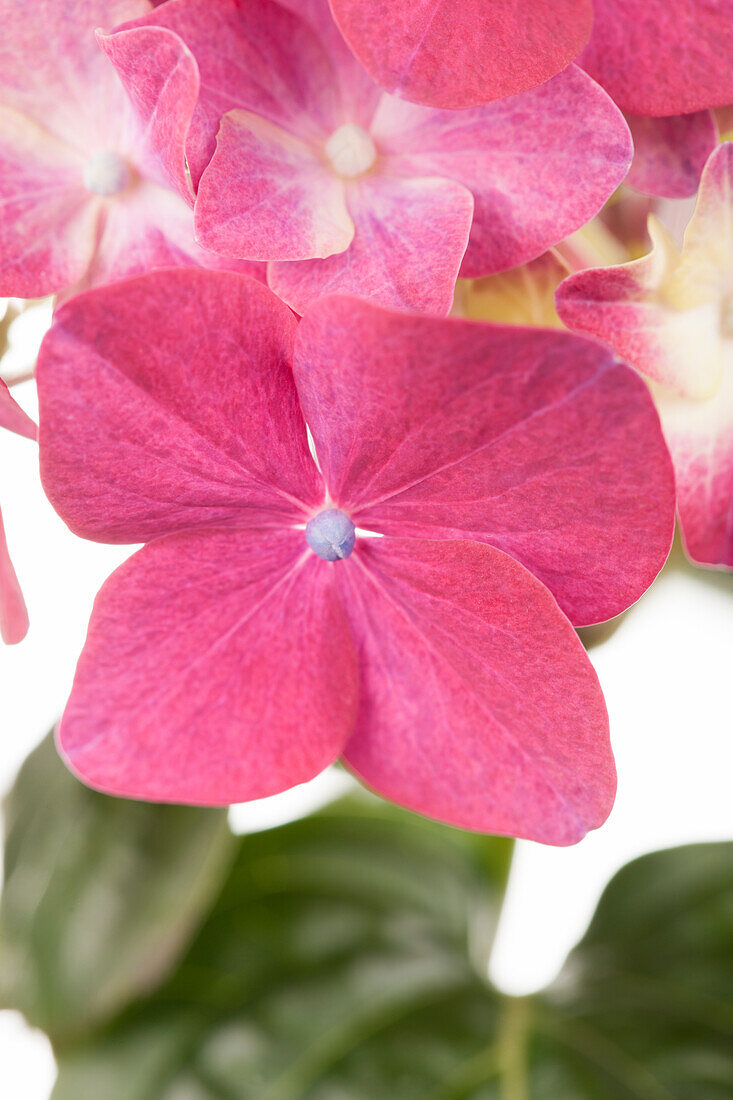 Hydrangea macrophylla 'Rosita'