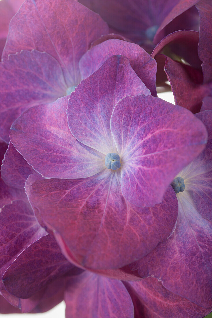 Hydrangea macrophylla, purple
