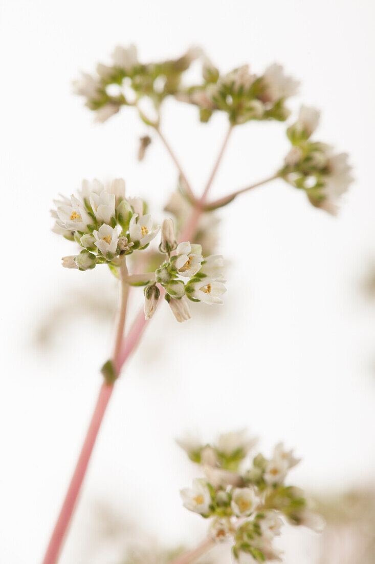 Crassula orbicularis var. rosularis