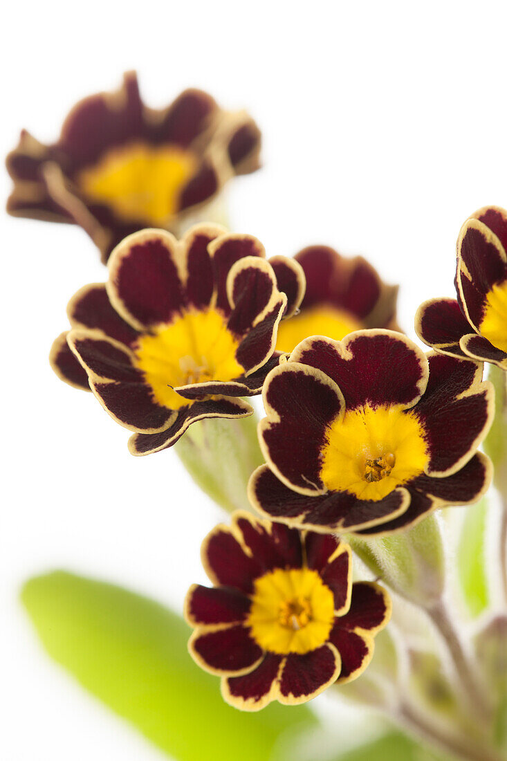 Primula elatior 'Victoriana'