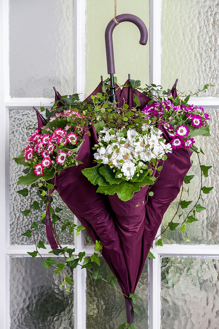 Senecio cruentus, Muehlenbeckia und Hedera helix