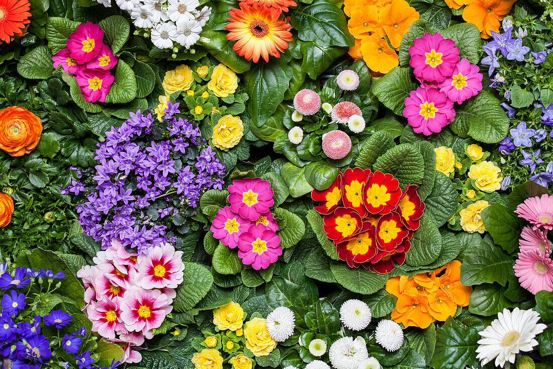 Primula, Campanula, Bellis