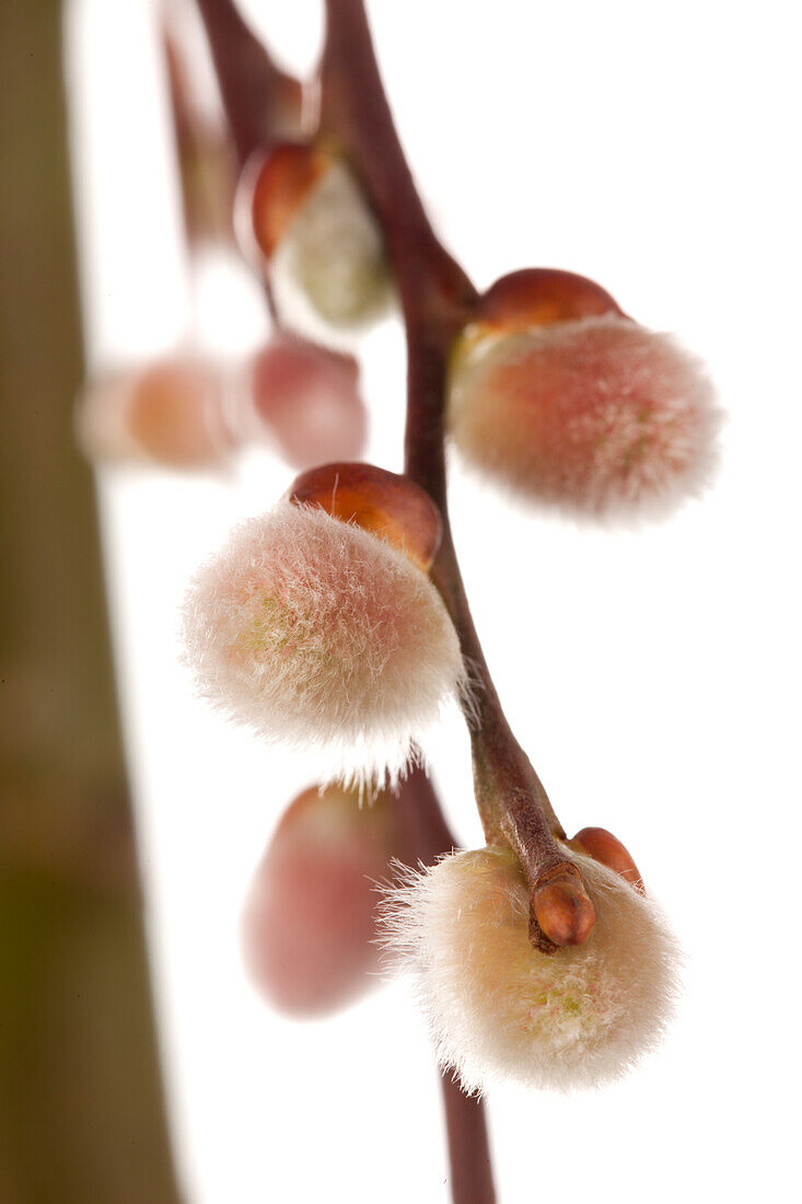 Salix caprea 'Pendula'