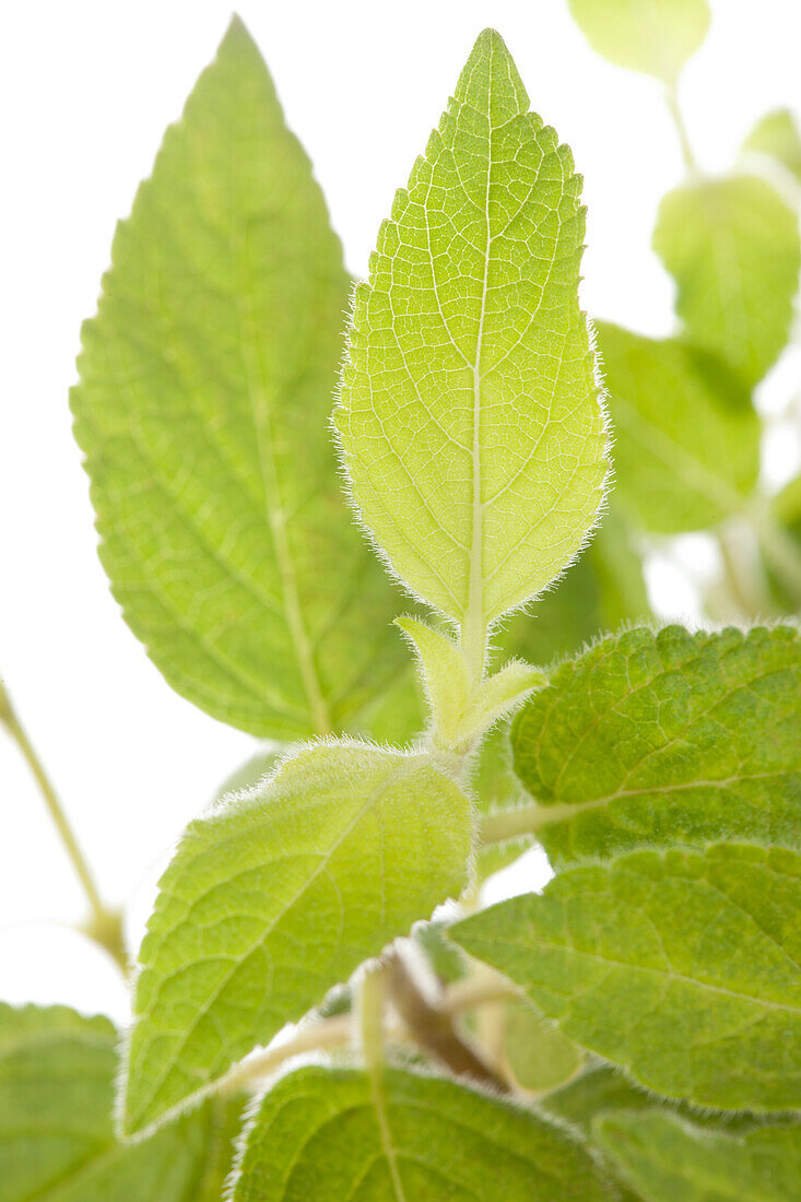 Salvia rutilans