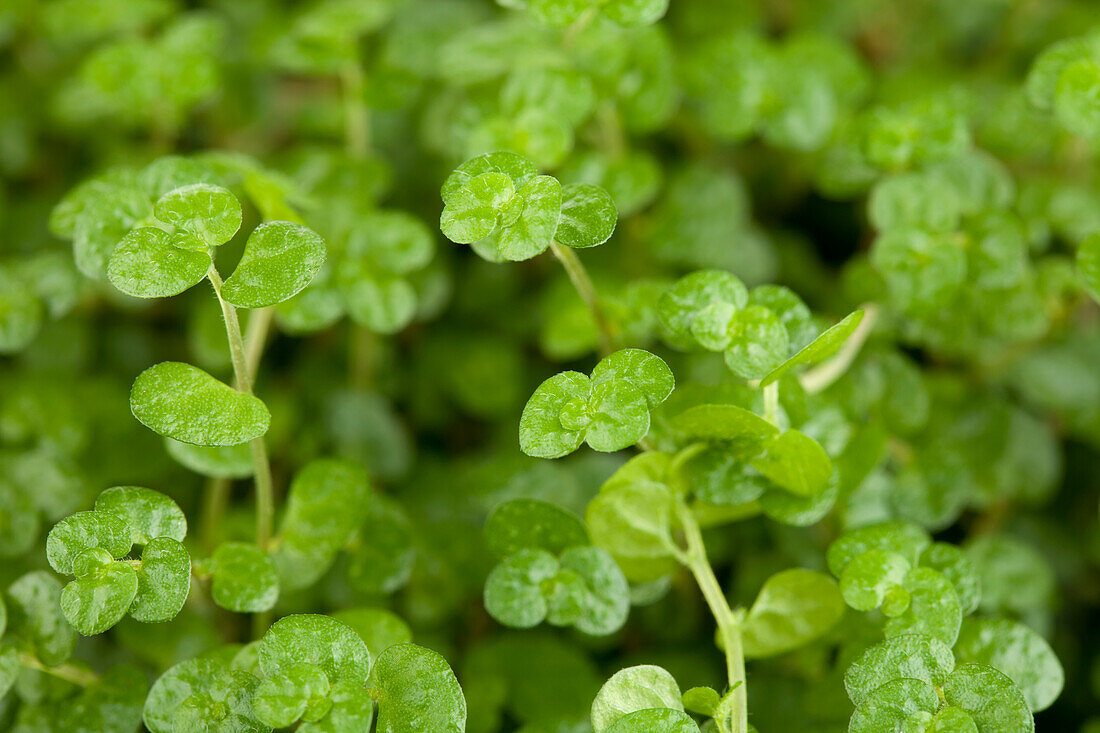 Soleirolia soleirolii