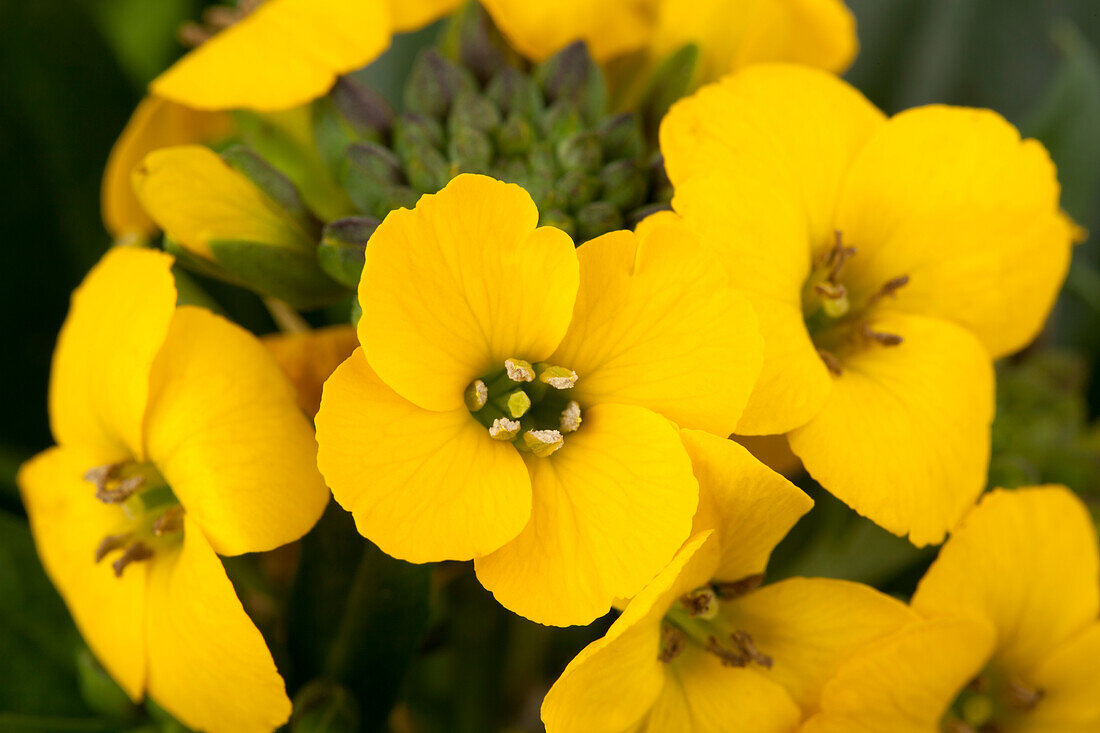 Erysimum suffruticosum 'Goldstaub'