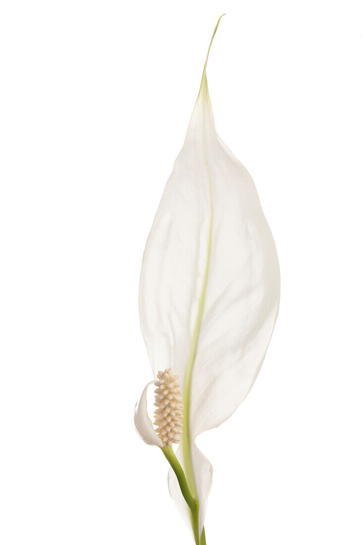 Spathiphyllum floribundum 'Elegance'
