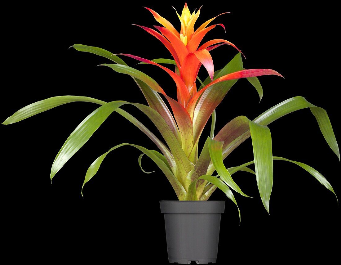 Guzmania