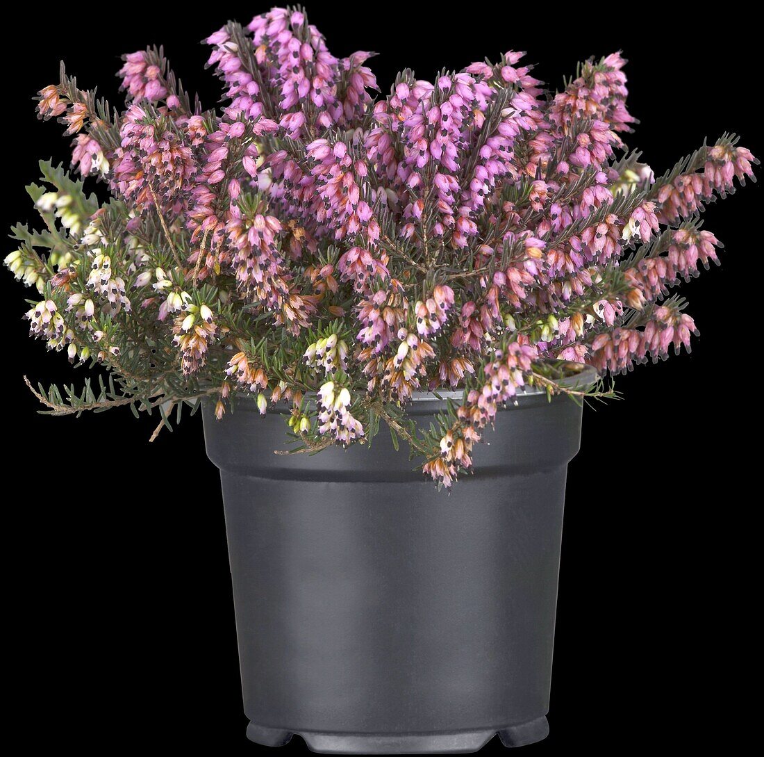 Erica darleyensis 'Lena'