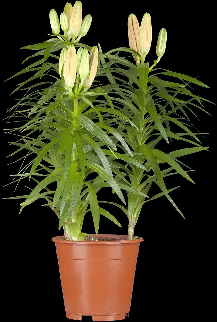 Lilium Asiatic