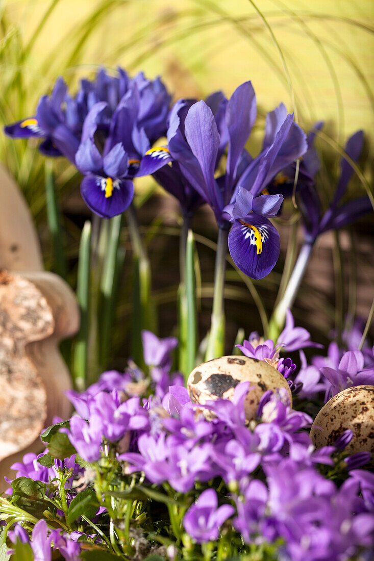 Iris reticulata