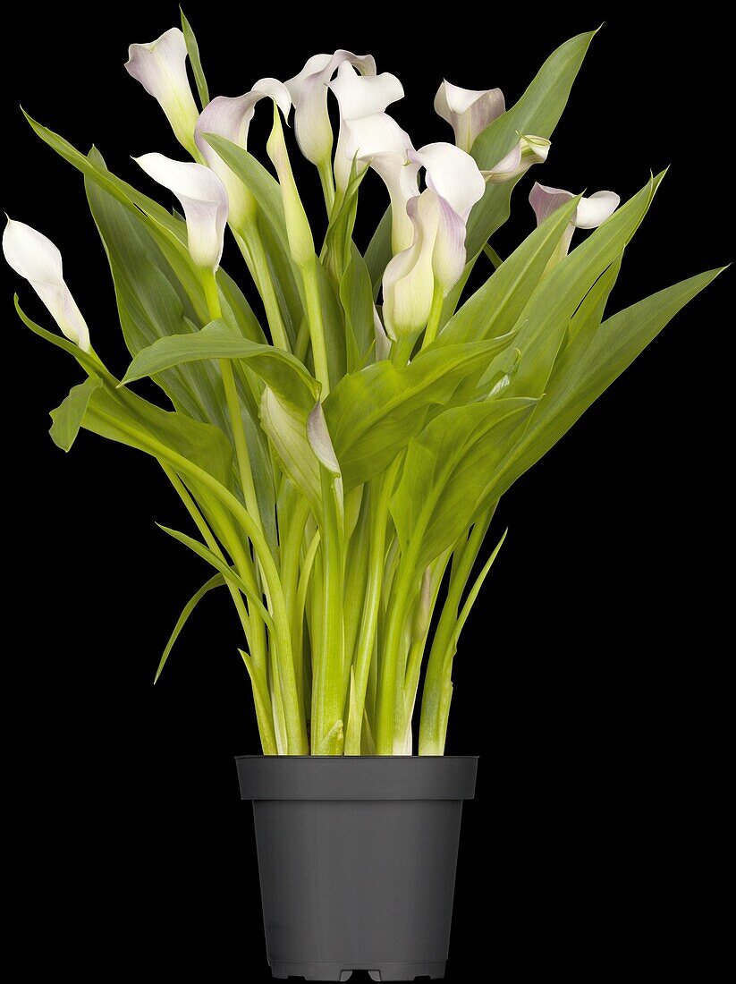 Zantedeschia aethiopica, pink-white